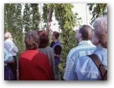 Der Hopfenanbau  &raquo; Zum Vergr&ouml;&szlig;ern klicken ->
